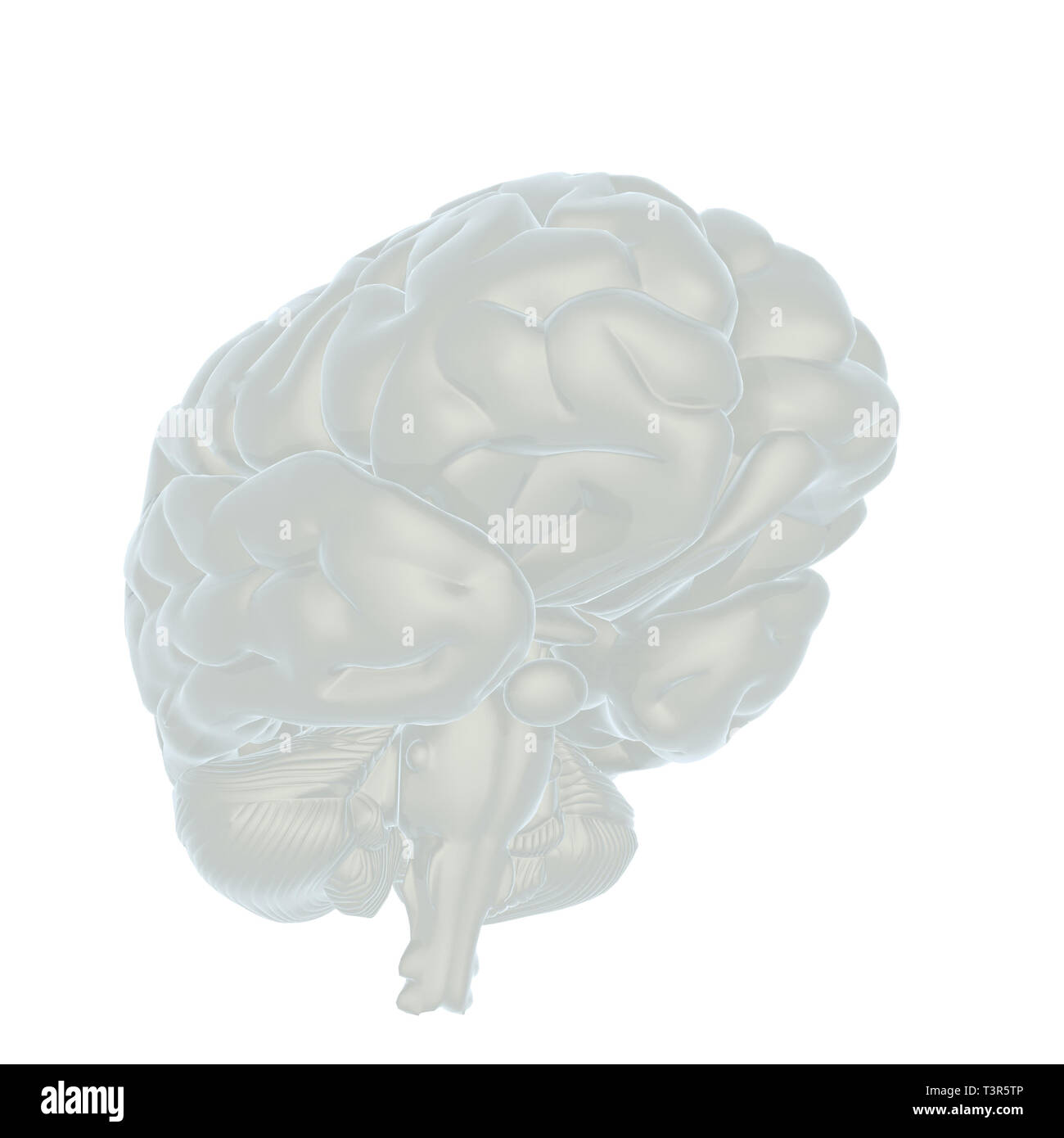 3D illustration of human brain Stock Photo - Alamy