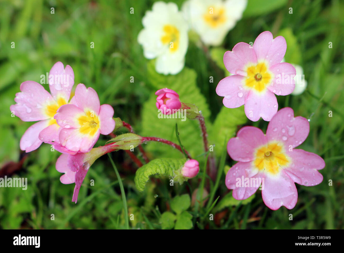 Pink and Yellow Primroses, Primula vulgaris Stock Photo