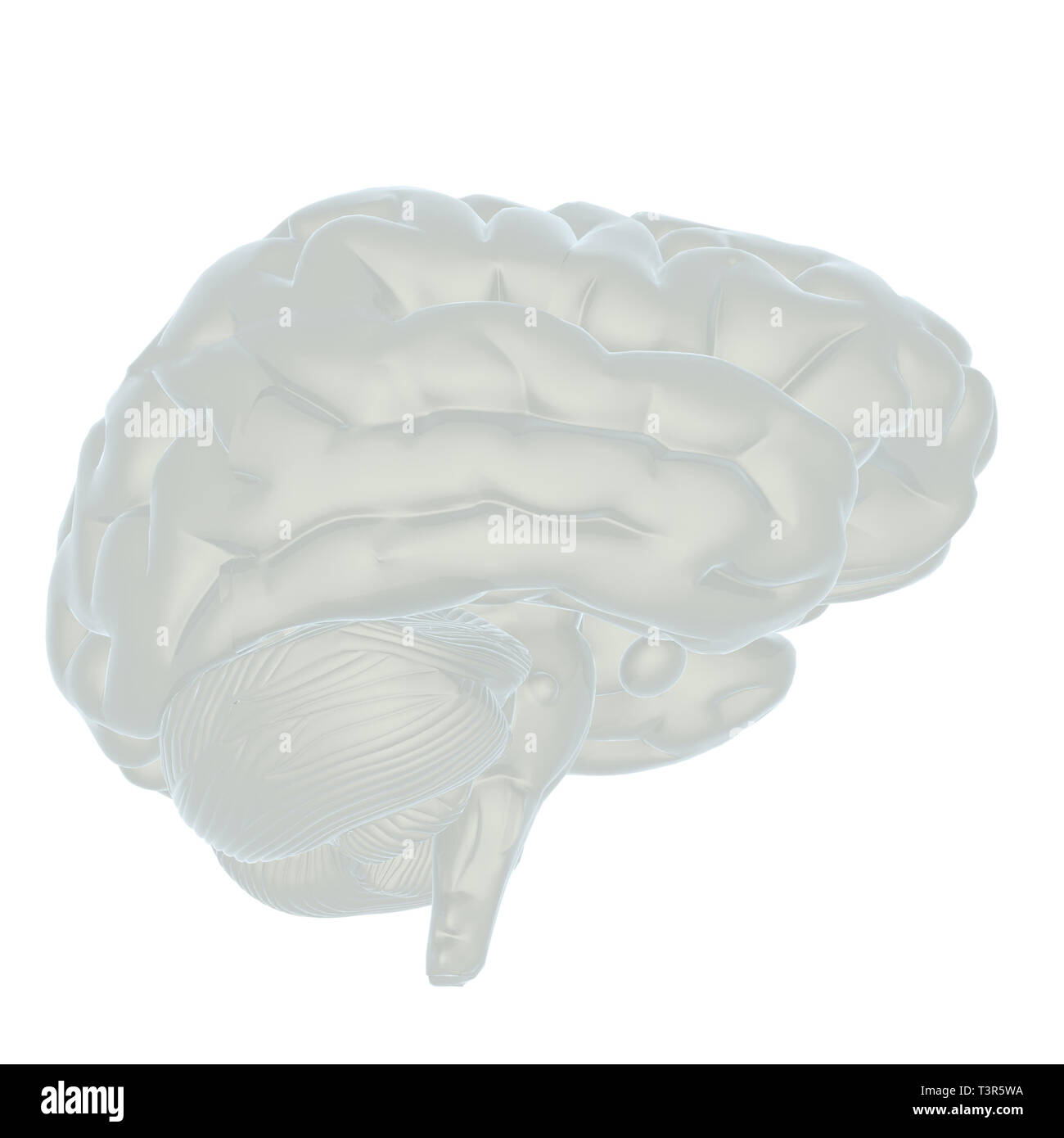 3D illustration of human brain Stock Photo - Alamy