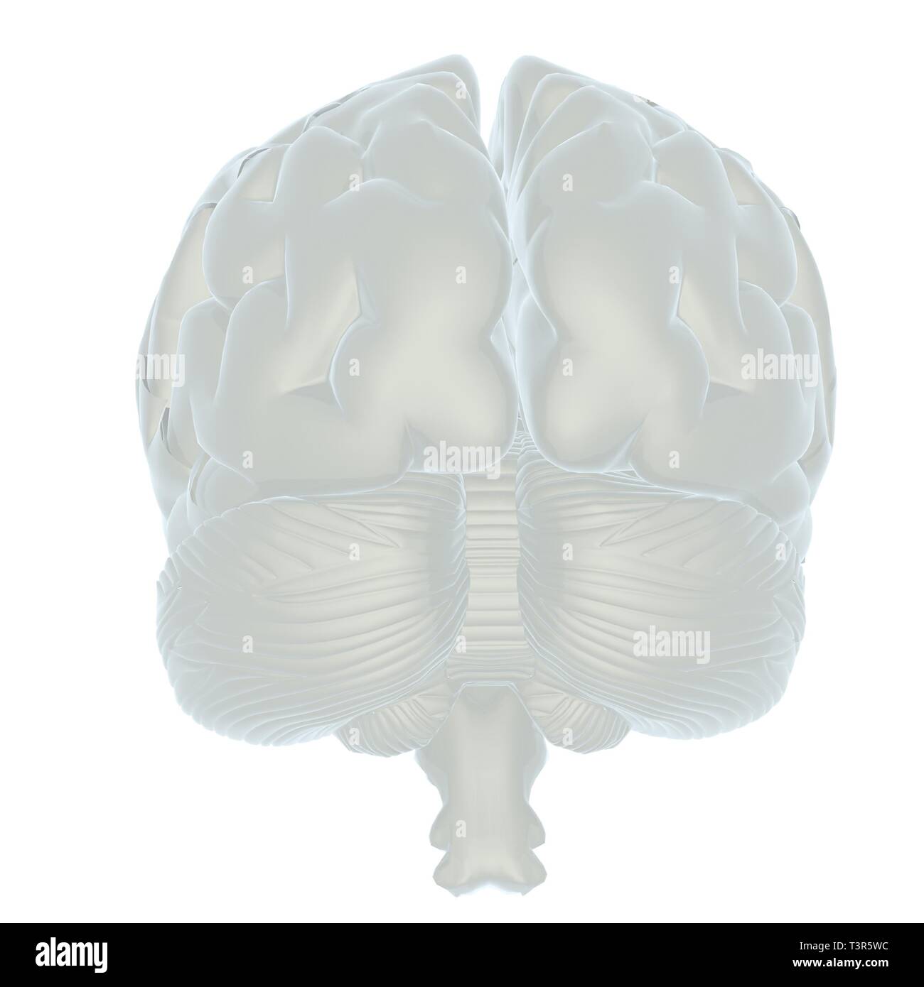 3D illustration of human brain Stock Photo - Alamy