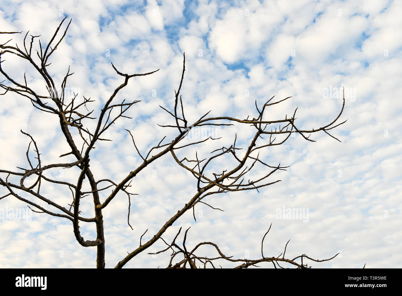 Dry trees and blue sky with white fluffy clouds Stock Photo