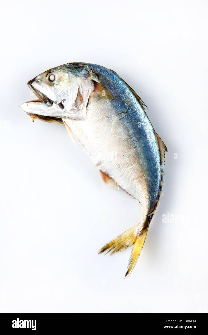 Mackerel fish to steam, Mackerel fish steamed on white background Stock
