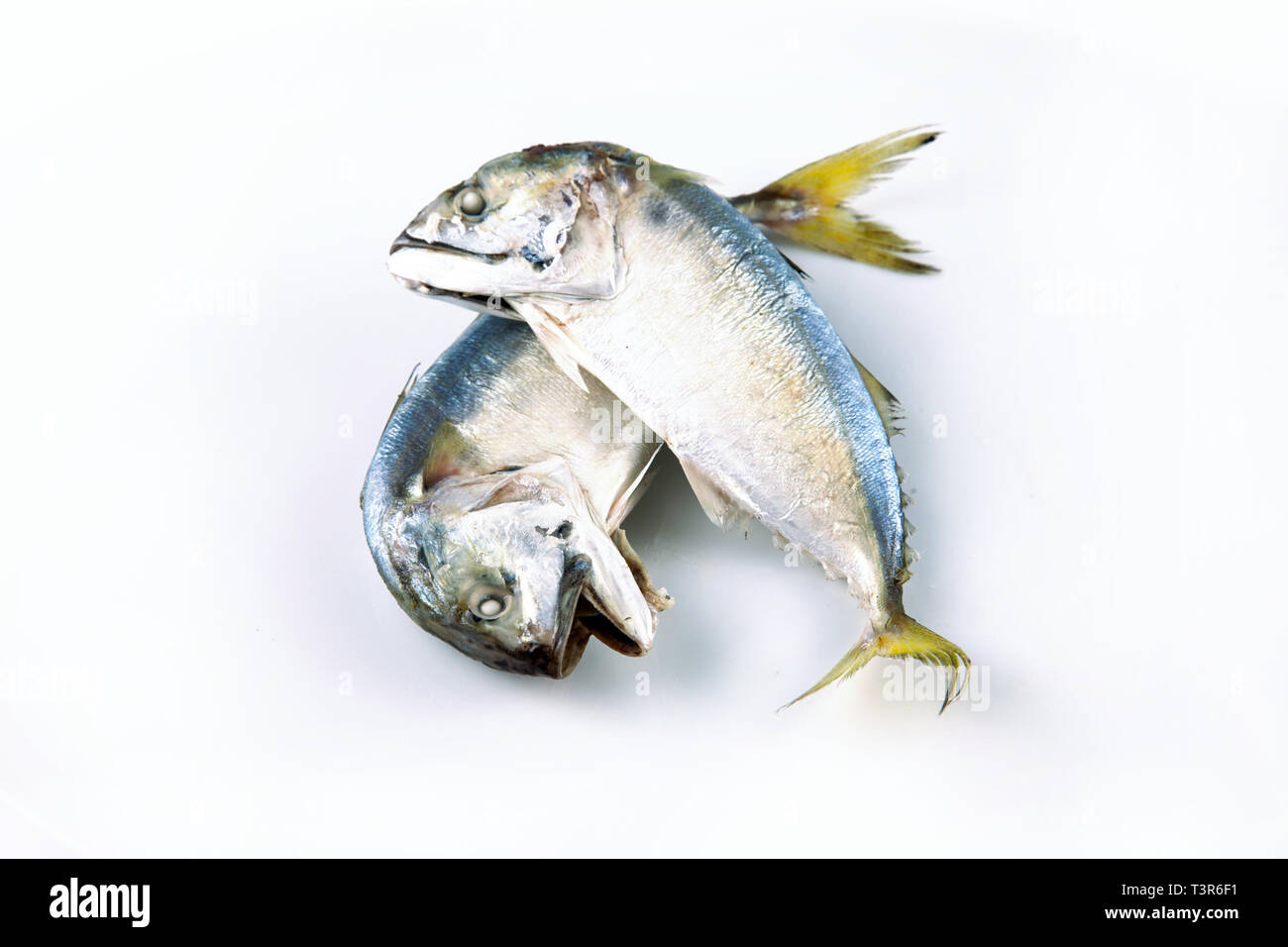 Mackerel fish to steam, Mackerel fish steamed on white background Stock