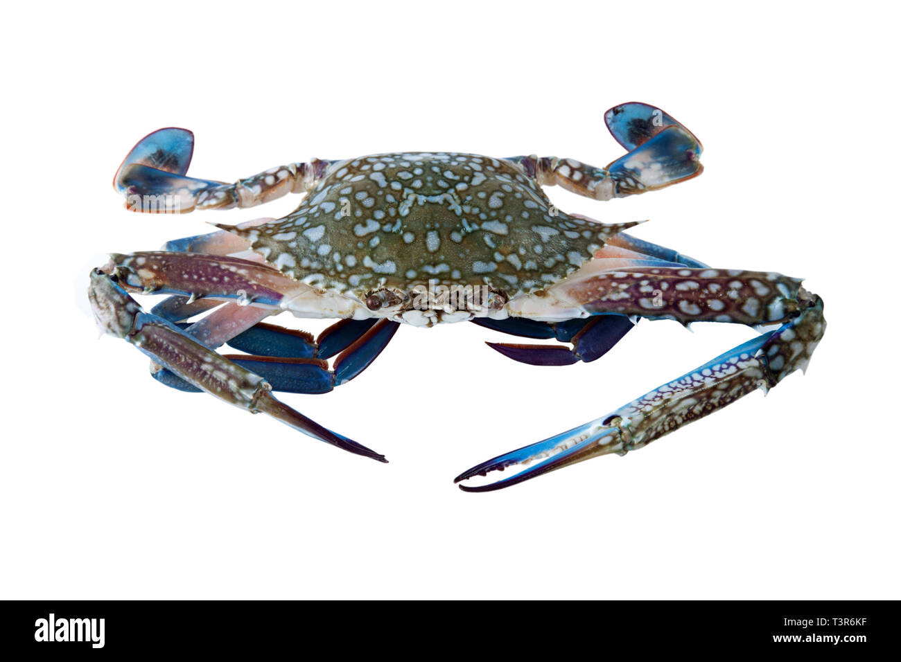 Fresh crab, blue crab on white background, Flower crab Stock Photo