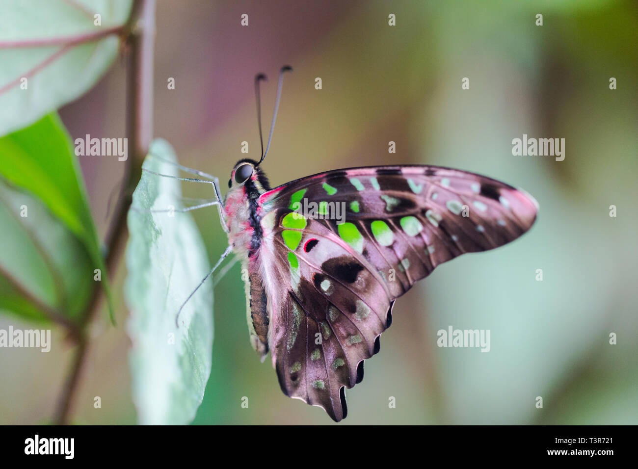 close-up natural tailed jay butterfly (graphium agamemnon), green leaf Stock Photo