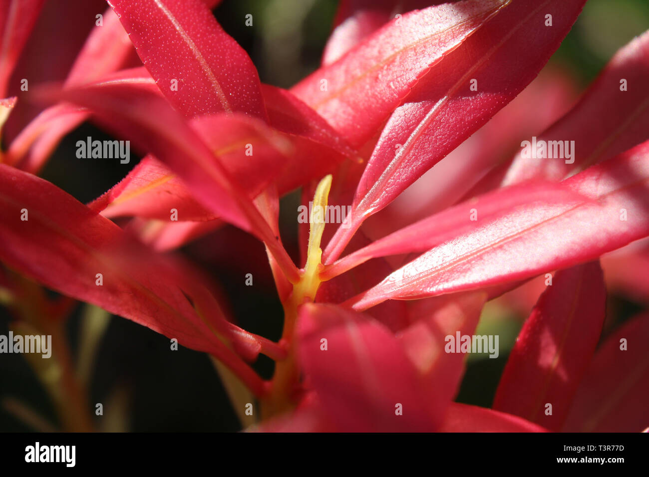 Abstract bright pink new spring growth of the Pieris japonica plant, also known as Flame of the Forest or Lilly of the Valley plant. Stock Photo