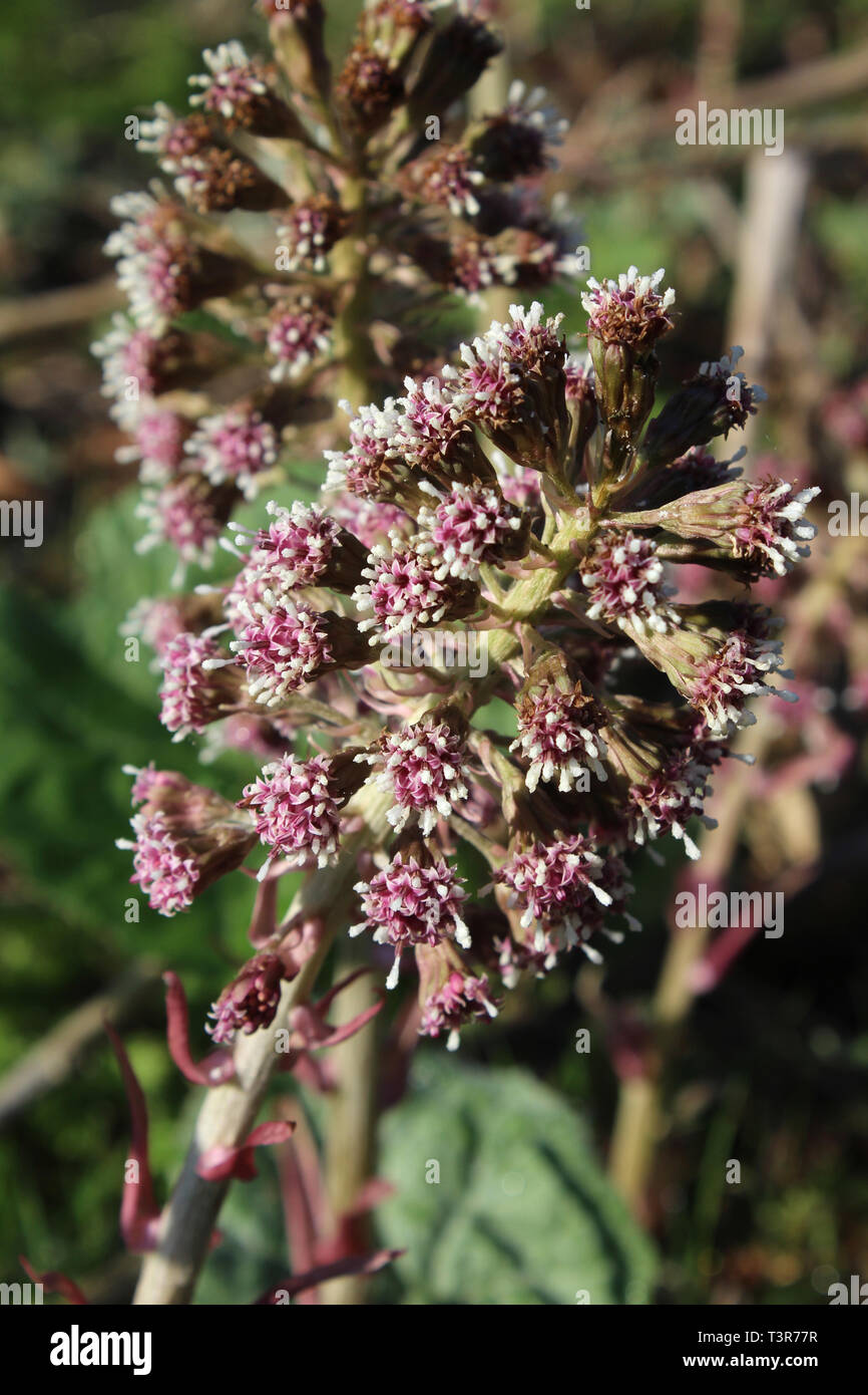 Close up image of the unusual pink flower heads of Petasites hybridus, also known as butterbur, bog rhubarb or pestilence wort. Stock Photo