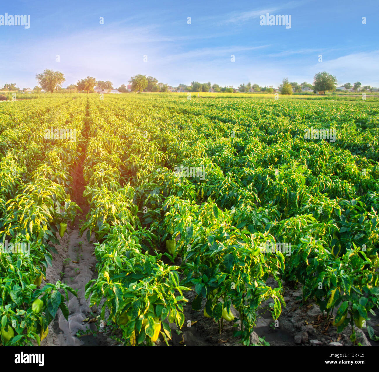 Bell pepper plantations hi-res stock photography and images - Alamy