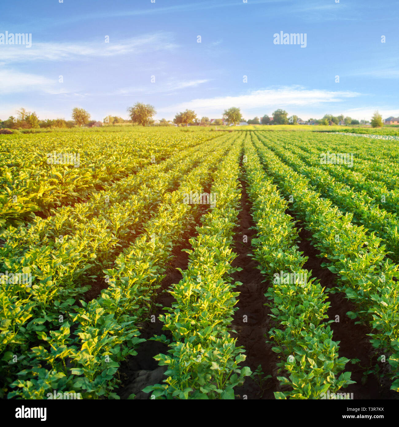potato plantations grow in the field. vegetable rows. farming, agriculture. Landscape with agricultural land. crops Stock Photo