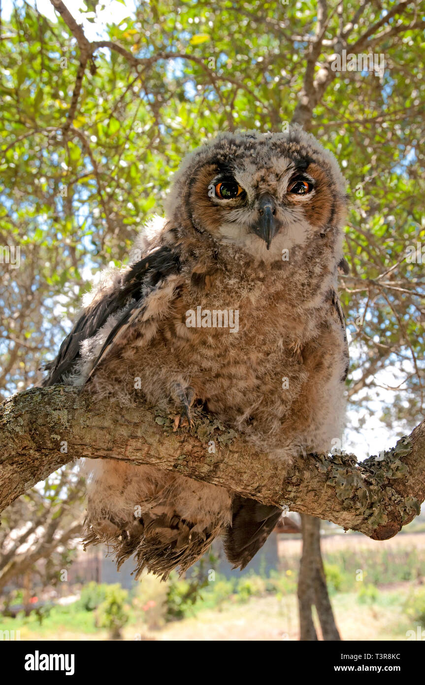 Giant Eagle Owl, Verreaux's eagle-owl or milky eagle owl (Bubo lacteus), resting on a branch of a tree, Amboseli, Kenia, Africa Stock Photo