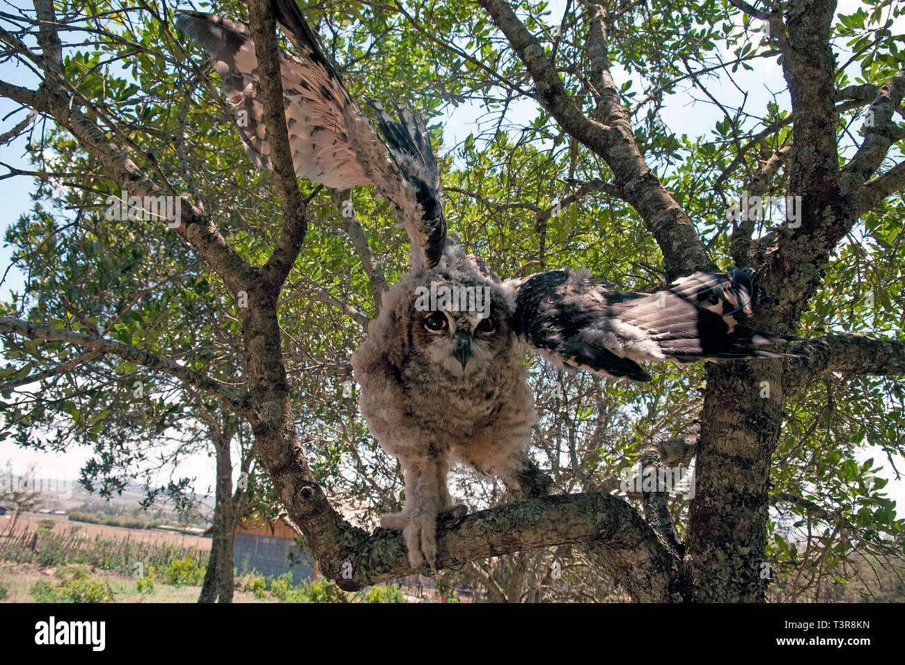 Giant Eagle Owl, Verreaux's eagle-owl or milky eagle owl (Bubo lacteus), starting flight from a branch of a tree, Amboseli, Kenia, Africa Stock Photo