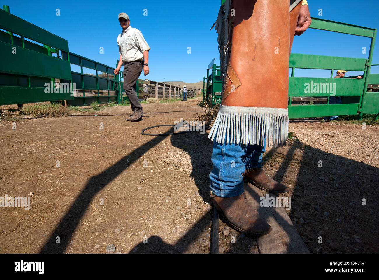 Cowboy legs with chaps, South Dakota, USA Stock Photo
