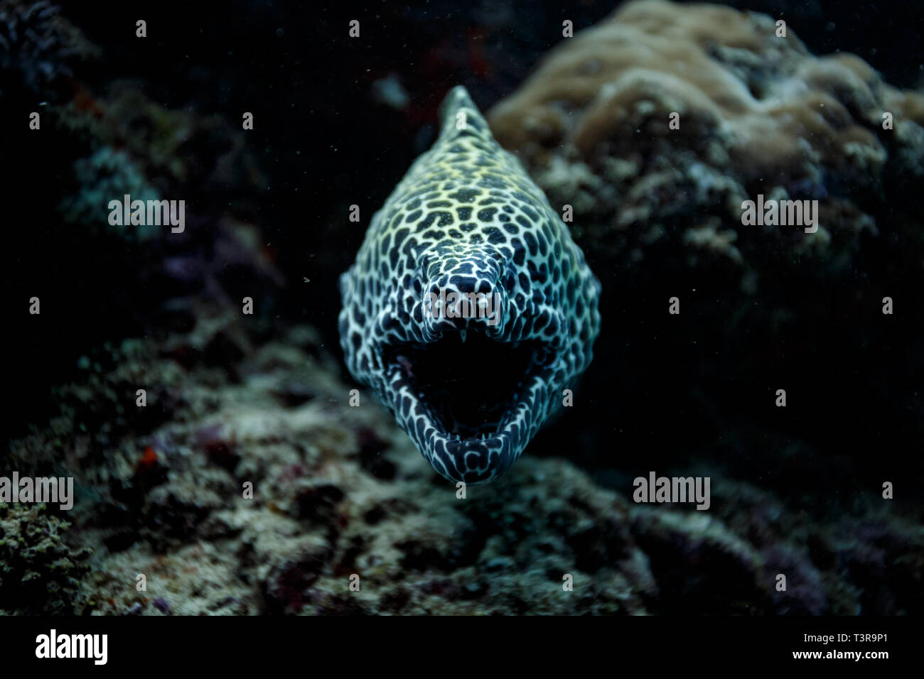 Closeup of yellow spotted moray eel face with mouth open Stock Photo