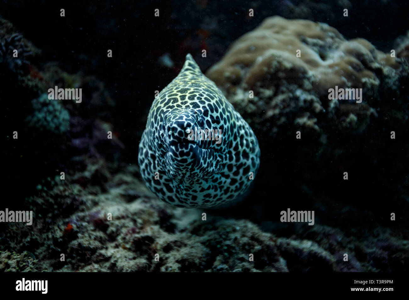 Closeup of yellow spotted moray eel face Stock Photo