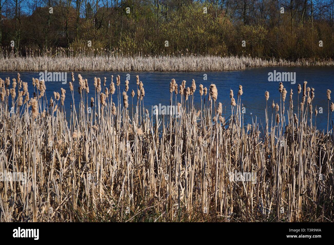 Bulrushes and reeds beside a lake at Filey Dams nature reserve, North Yorkshire, England Stock Photo