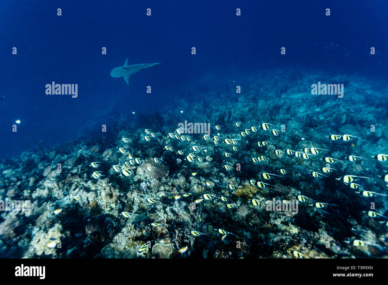 Moorish Idols swim in large school over coral reef with shark nearby Stock Photo