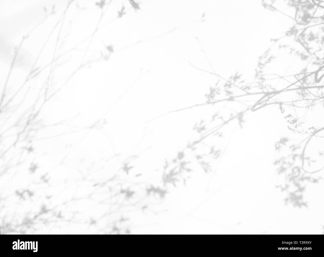 Gray shadows of the flowers and delicate grass on a white wall. Abstract neutral  nature concept background Stock Photo - Alamy