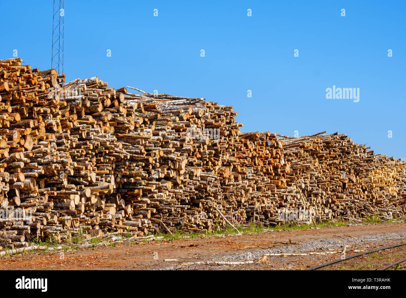 Timber yard with lot of tree logs Stock Photo Alamy
