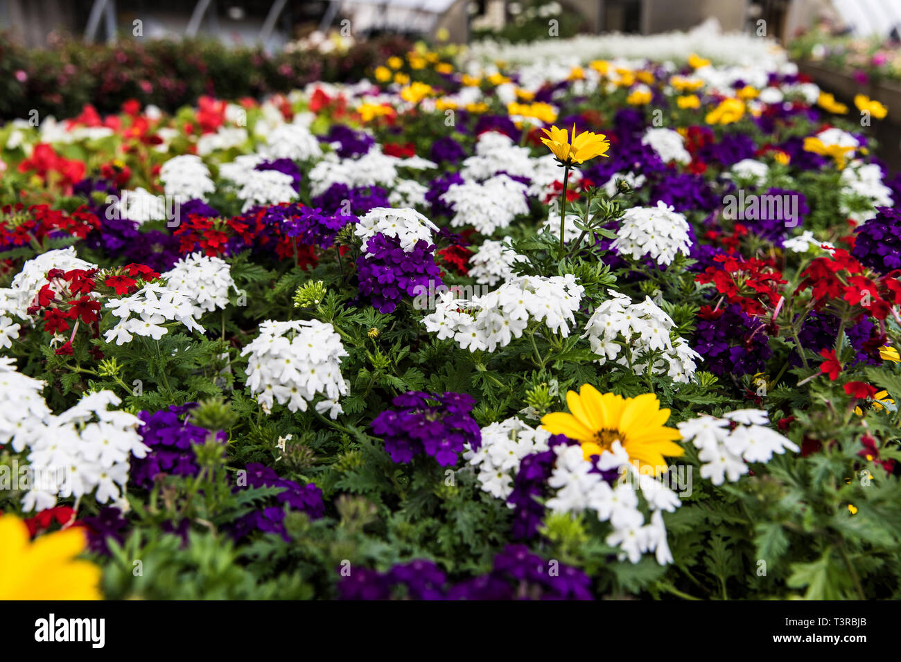 flowering greenhouse Stock Photo