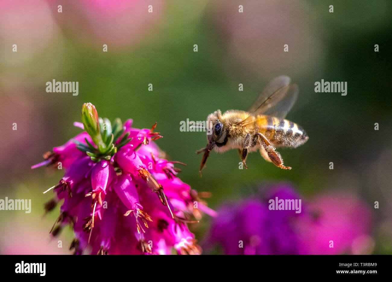 Honey Bee flying towards a Heather flower Stock Photo Alamy