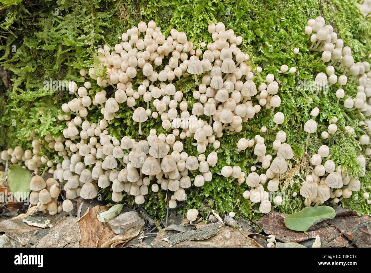 many specimens of mushrooms Mycena hyemalis, mycenaceae Stock Photo
