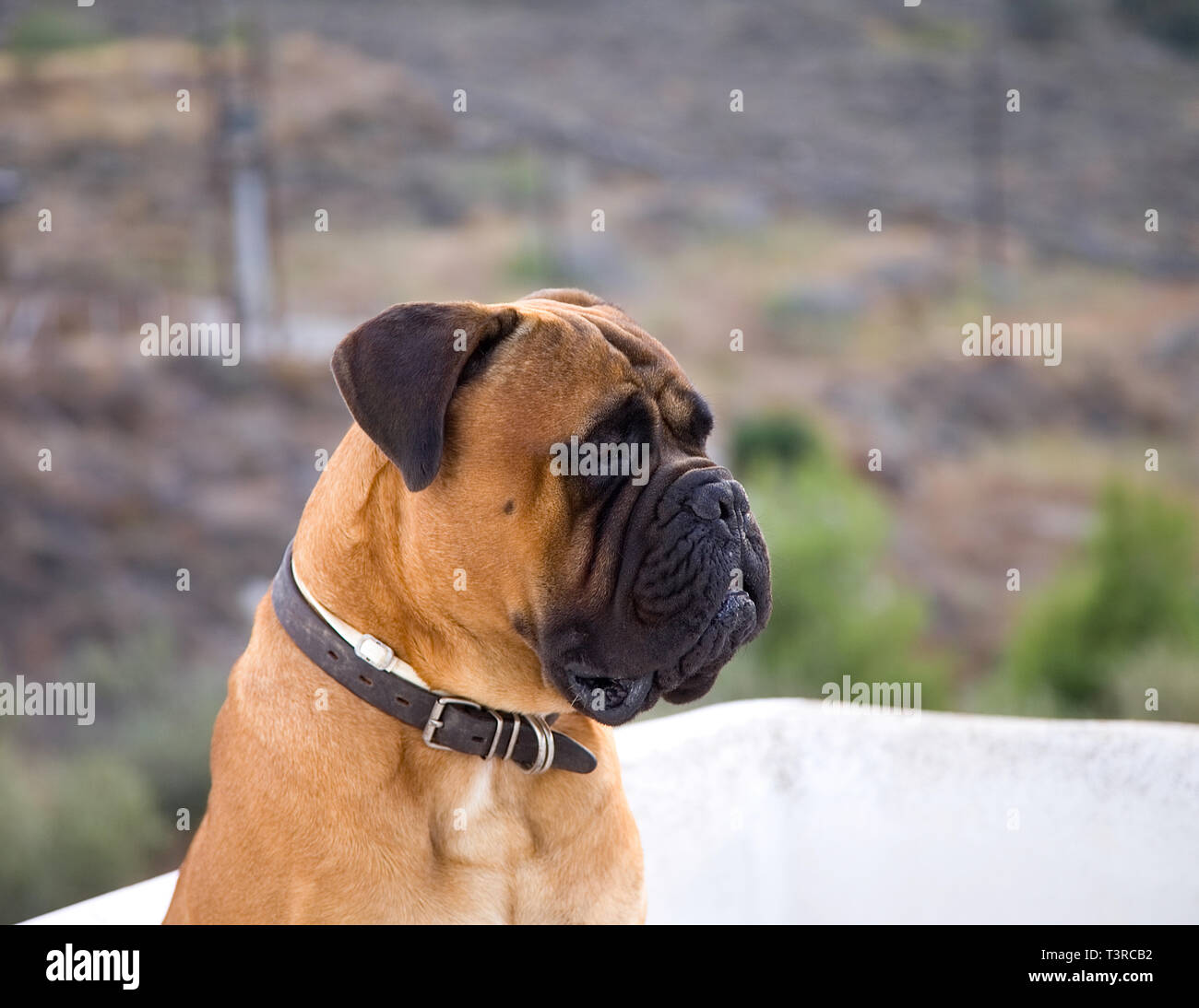 Portrait  of a Bullmastiff dog. Stock Image Stock Photo