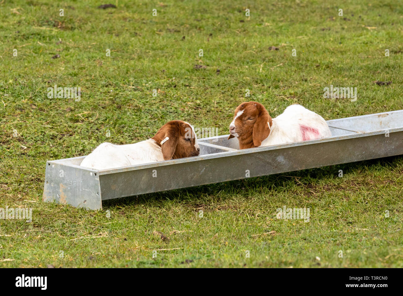 Two young kids asleep in a feeding trough at Cotswold Farm Park, Kineton, Gloucestershire UK Stock Photo