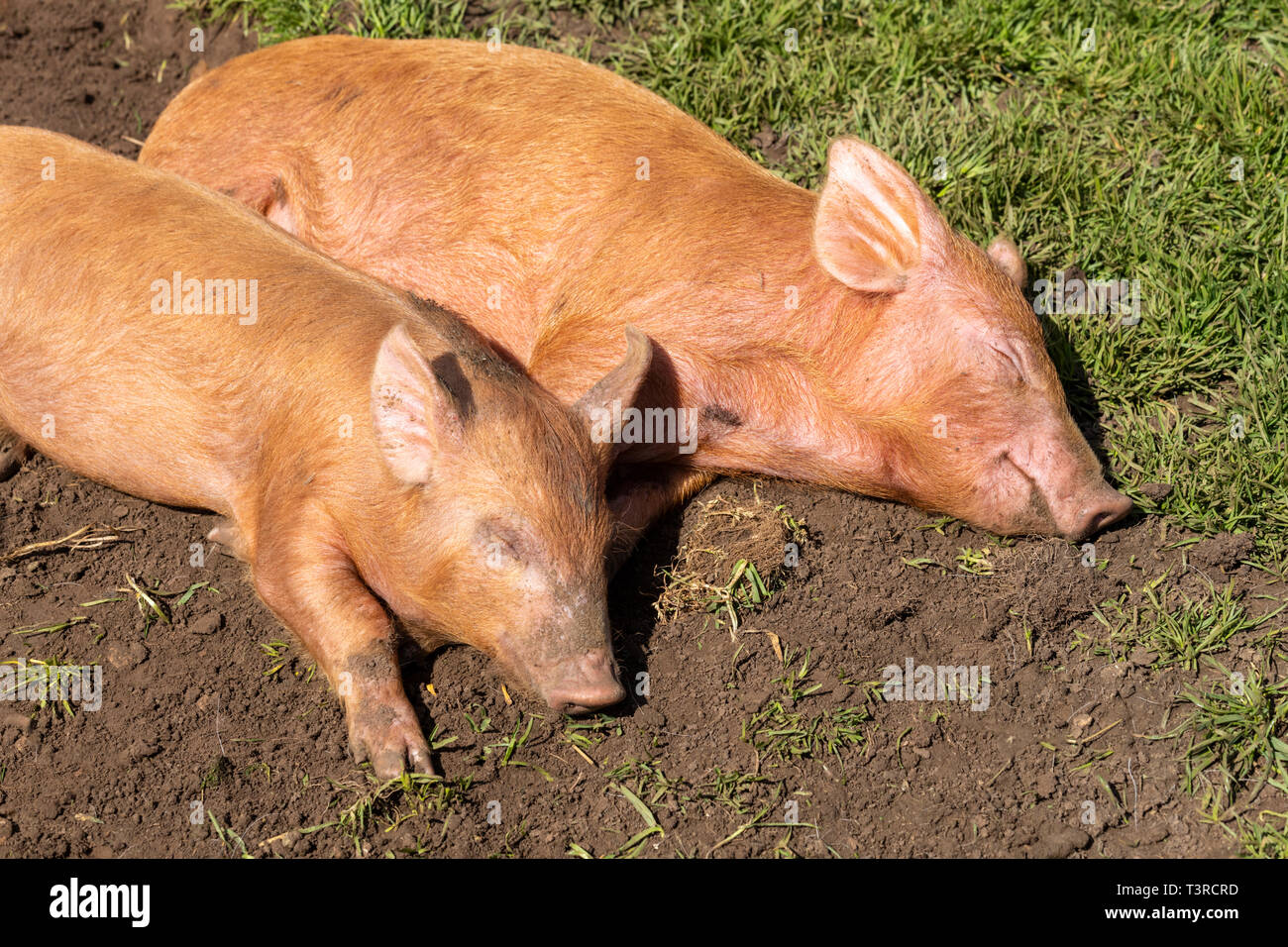 Two Tamworth piglets asleep in the spring sunshine at Cotswold Farm Park, Kineton, Gloucestershire UK Stock Photo