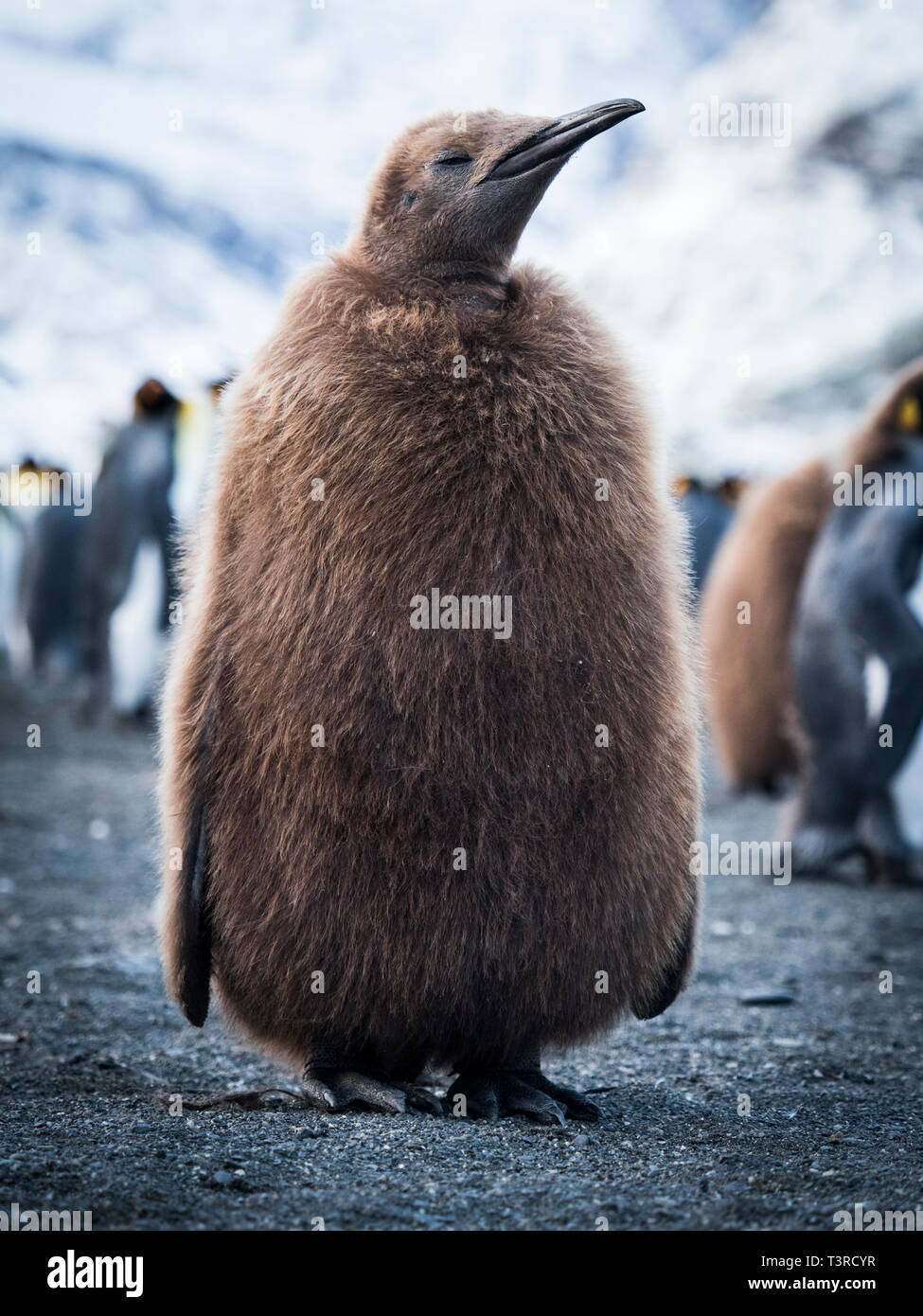 Cute young Juvenile King penguins Stock Photo