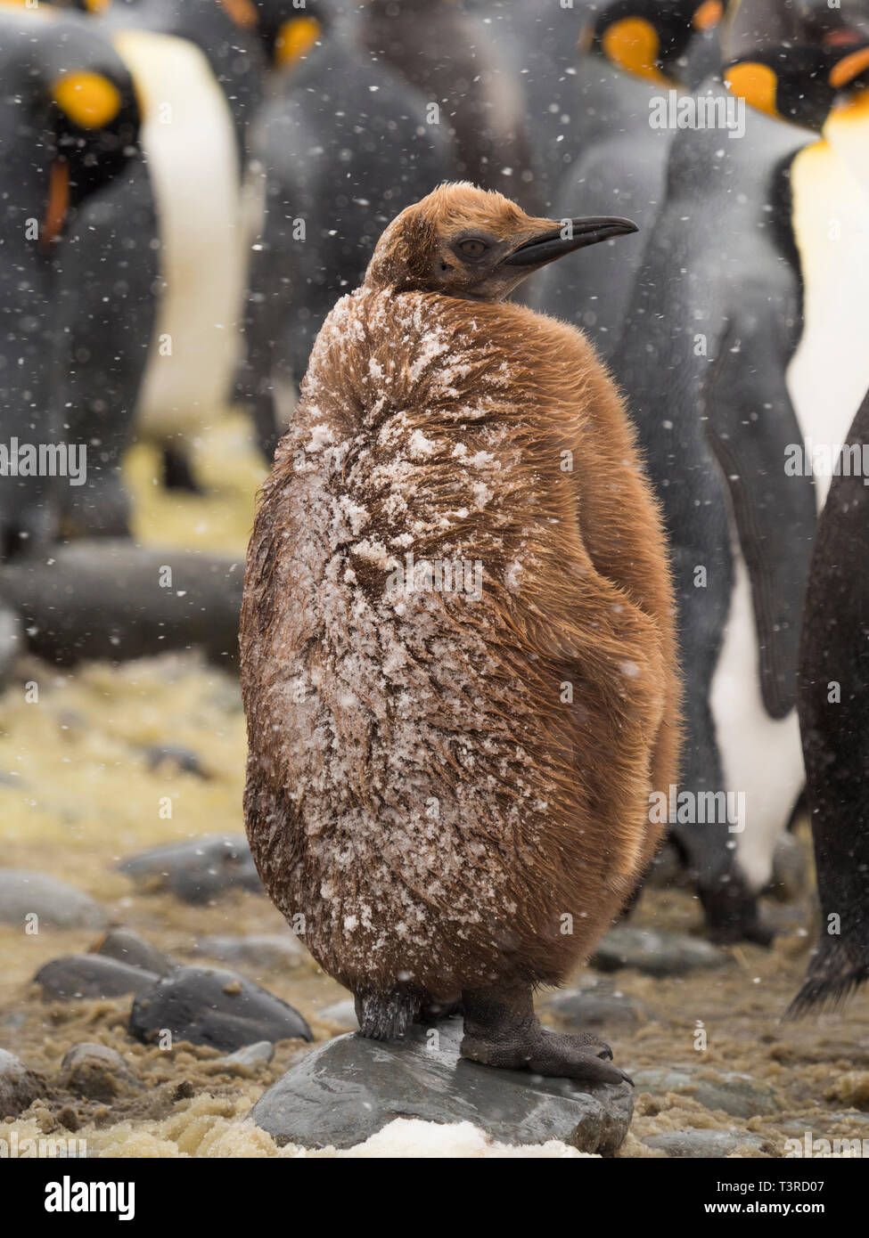 Cute young Juvenile King penguins Stock Photo