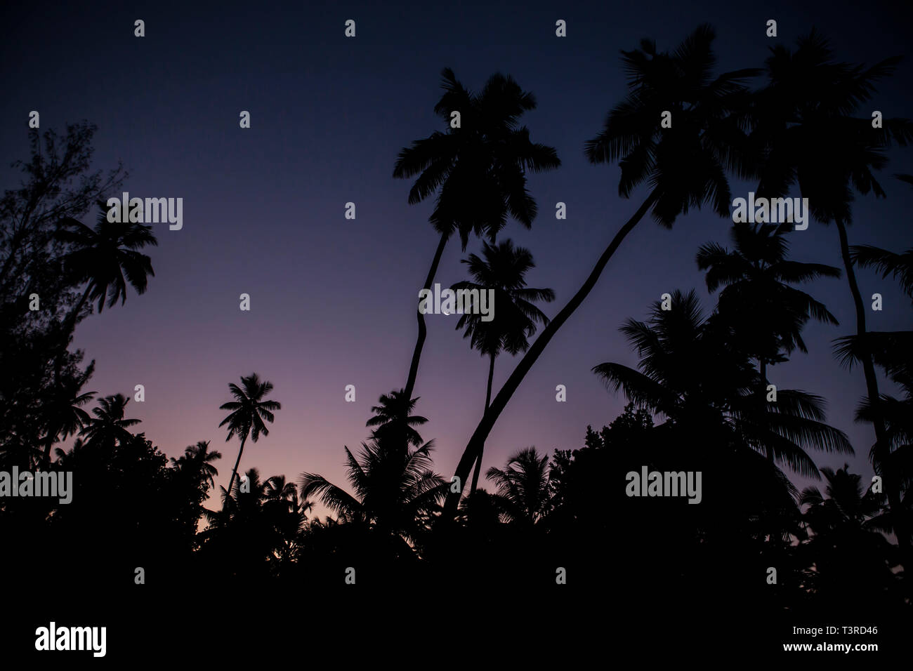 Coconut palms at twilight Stock Photo