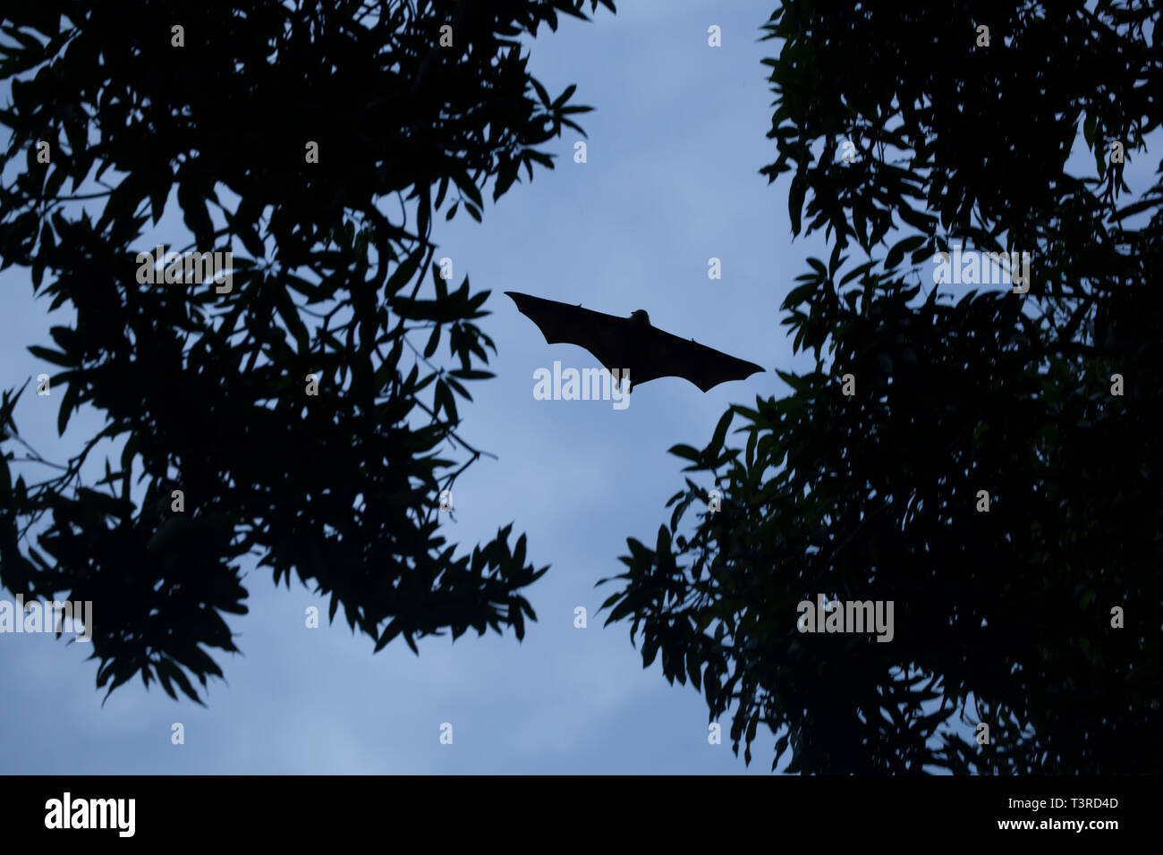 Giant Fruit Bat soaring over mango trees in the Seychelles Stock Photo