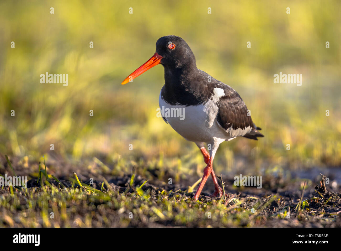 Pied Oystercatcher (Haematopus ostralegus) walking on river bank while looking at camera Stock Photo