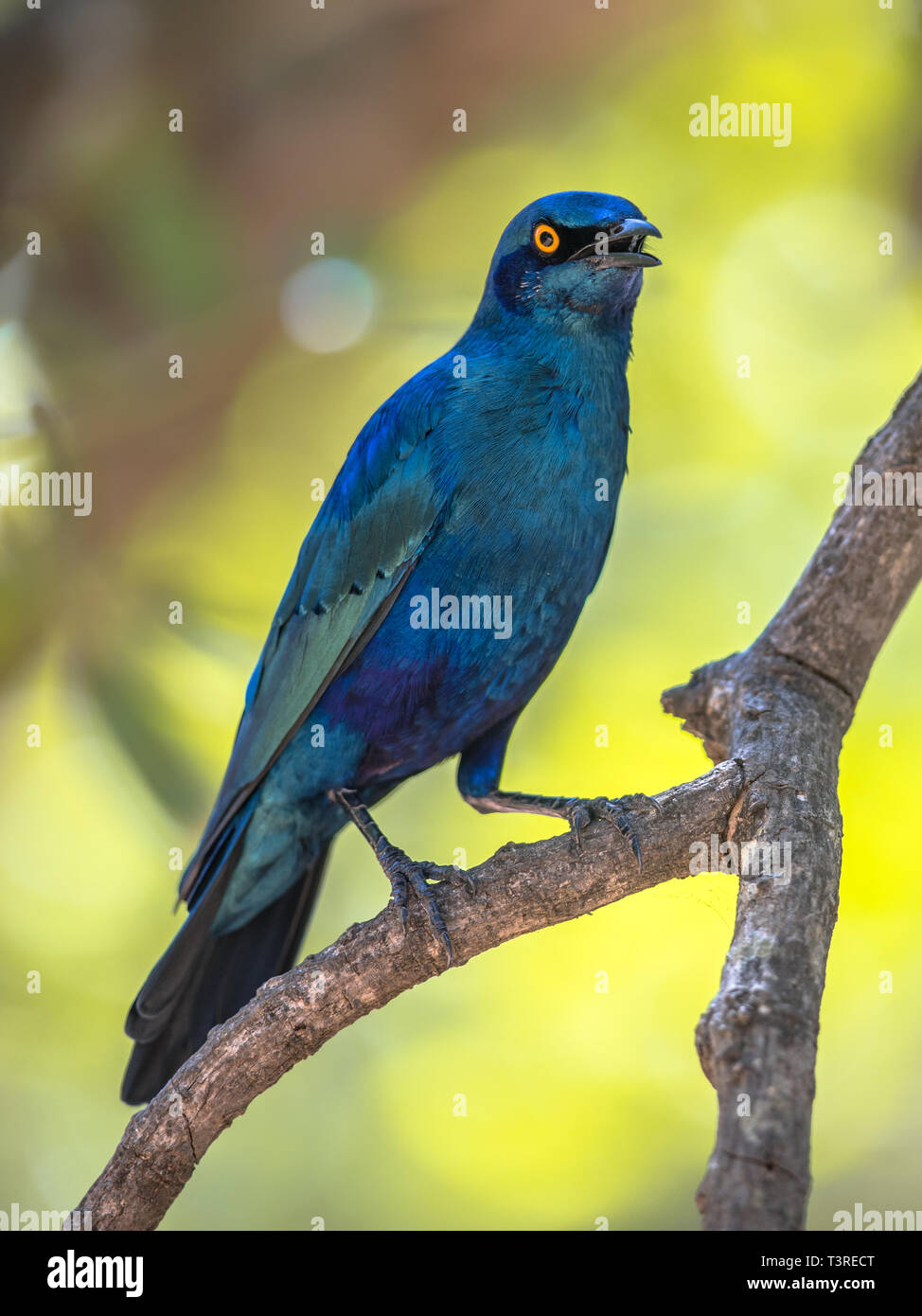 Greater blue-eared Starling (Lamprotornis chalybaeus) bird perched in dhade of tree in Kruger national park South Africa Stock Photo