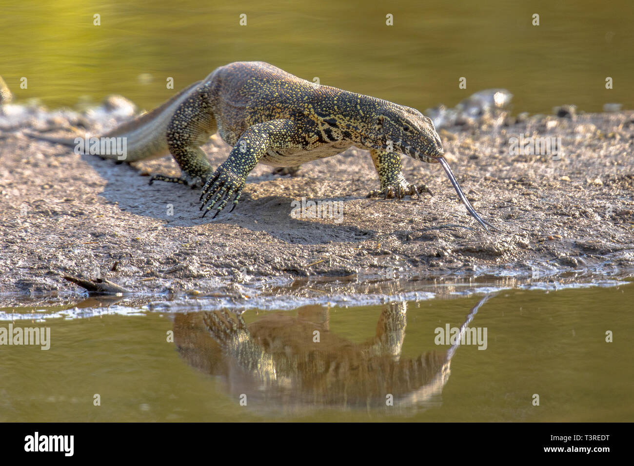 Water monitor (Varanus niloticus) on water edge of river in Kruger national park South Africa Stock Photo