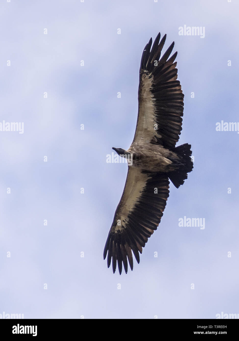 white-backed-vulture-flying-kenya-hi-res-stock-photography-and-images
