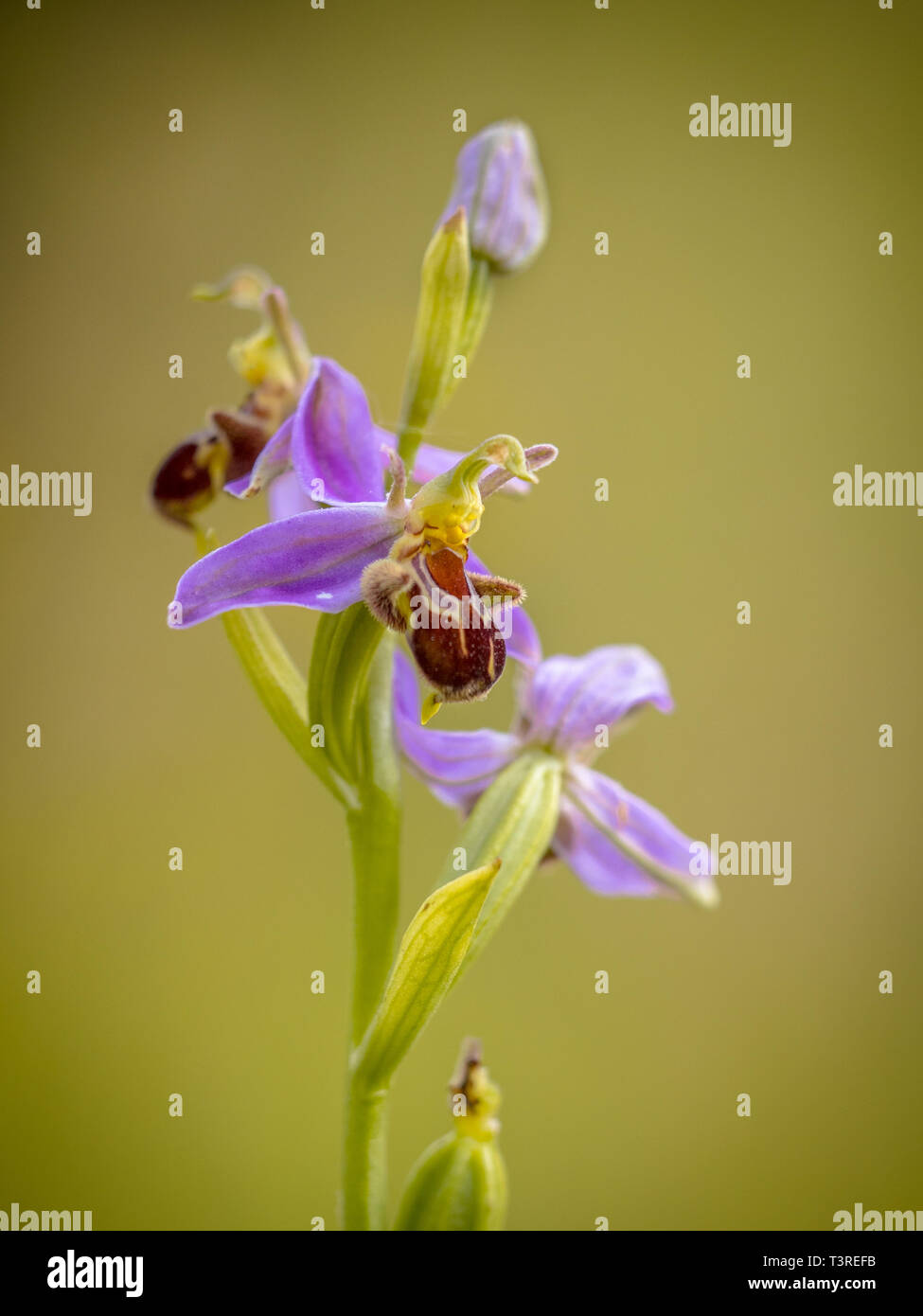 Bee orchid (Ophrys apifera) pink flowers mimicing humblebee insects to polinate the flower. On blurred green background Stock Photo