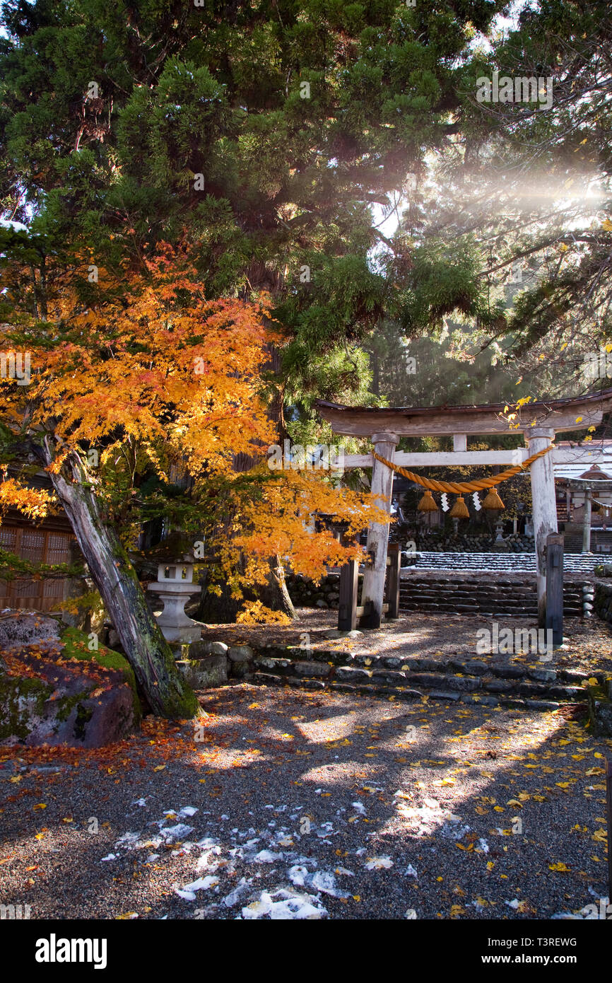 Sunlight lights a tree full of autumn colour at the torii of Hachiman Shinto Shrine, Shirakawa-go.  Melting snow can be seen above the torii. Stock Photo