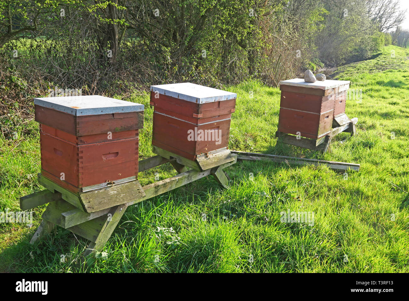 Three healthy Beehives in a field, Springtime, Grappenhall, South Warrington, Cheshire, North West England, UK Stock Photo