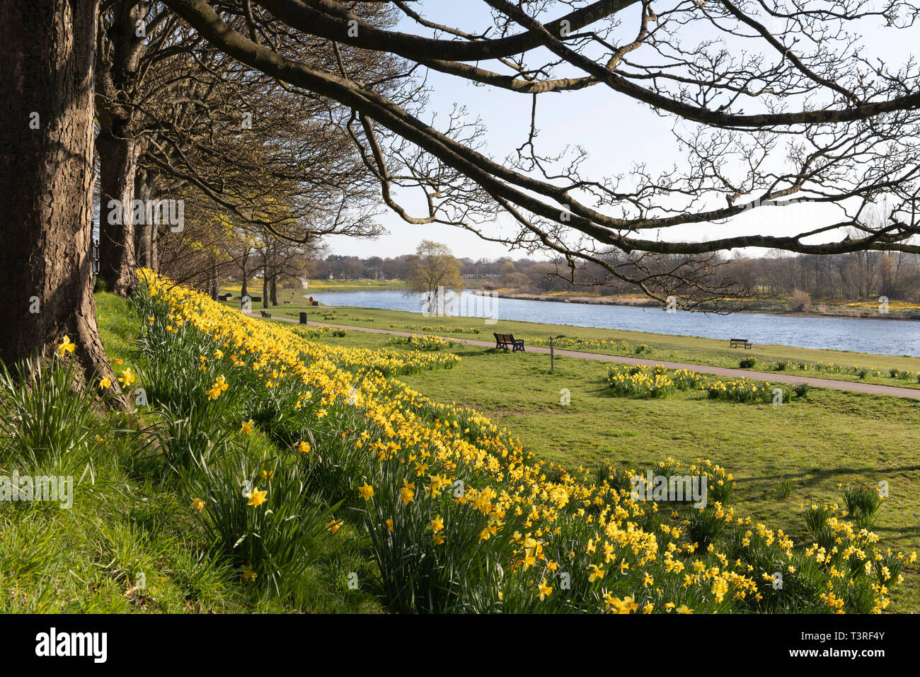 A View Looking Downstream of the River Dee in Aberdeen, Scotland, Where The Banks Are Covered With Drifts of Daffodils in Spring Stock Photo