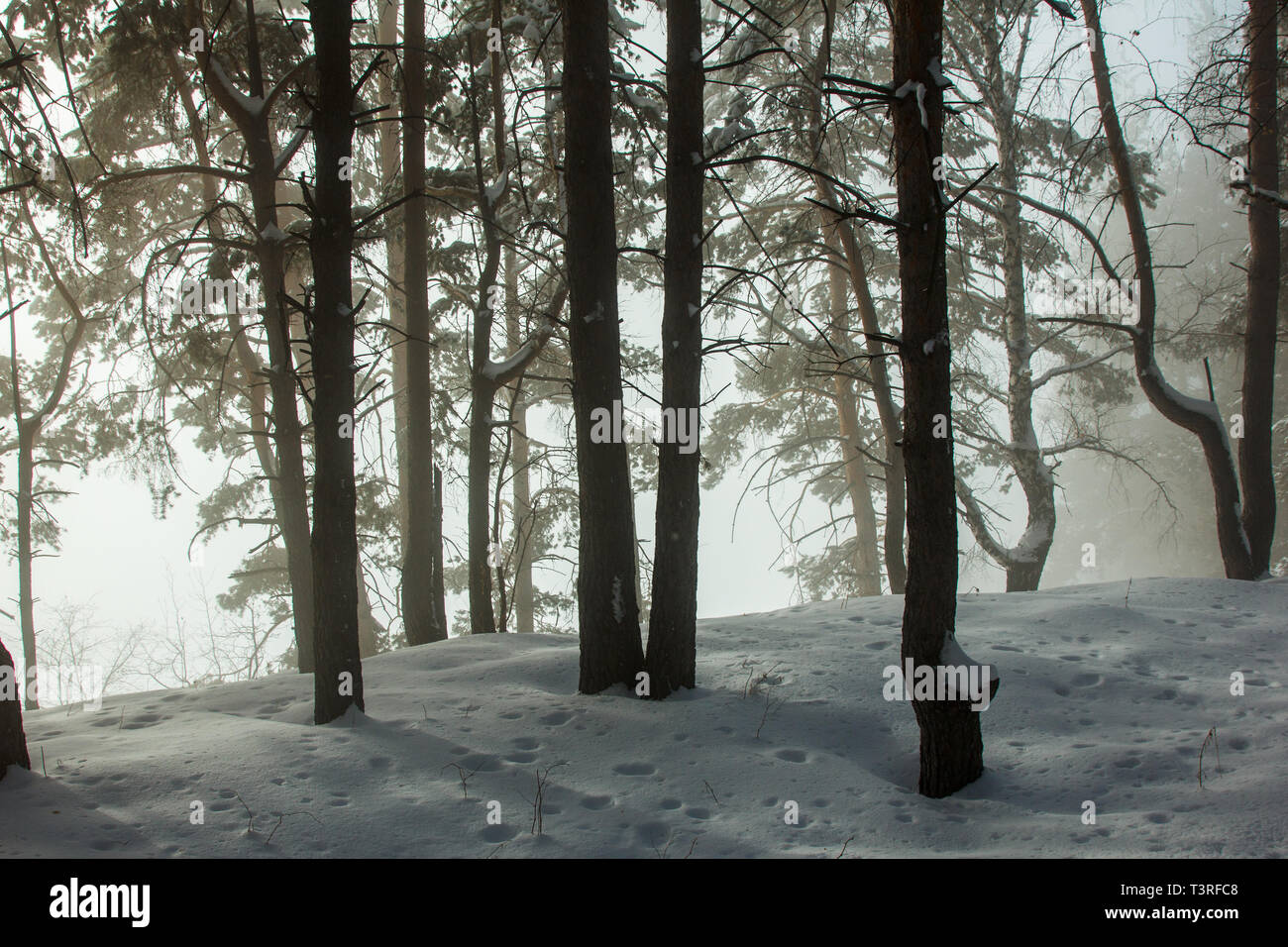 Black background fog ice hi-res stock photography and images - Alamy