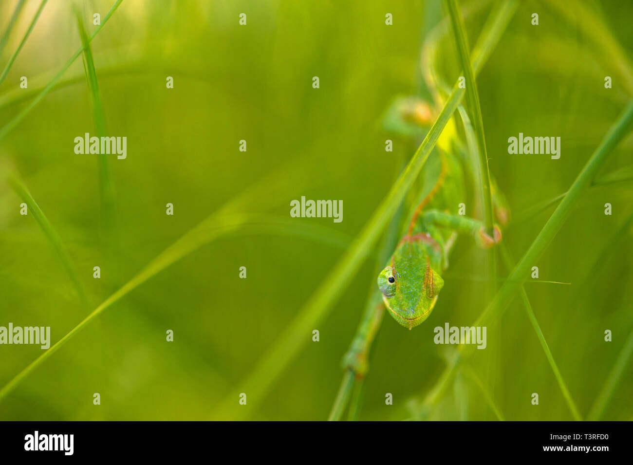 A Flap-necked Chameleon Chamaeleo dilepis seen in Zimbabwe Stock Photo