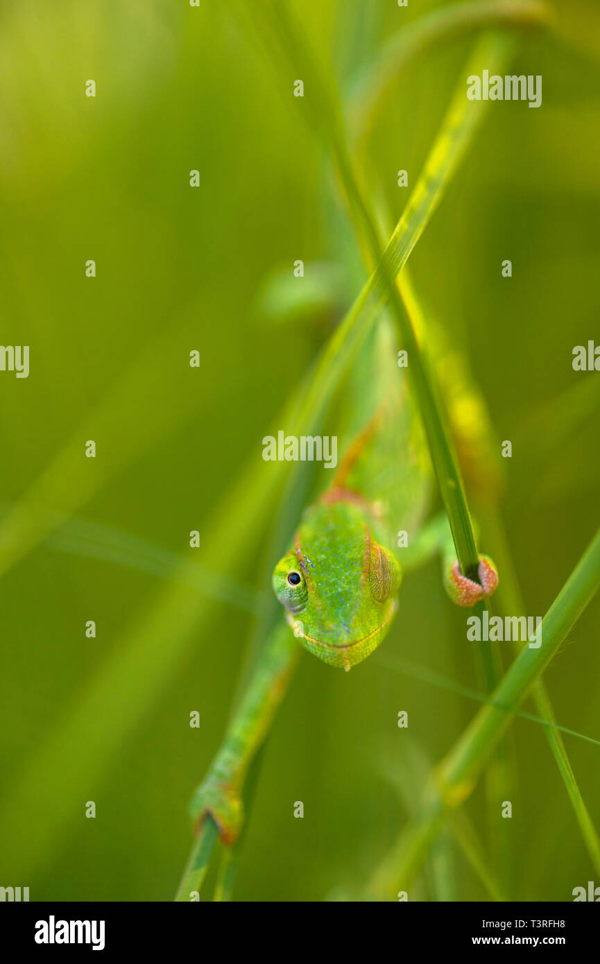 A Flap-necked Chameleon Chamaeleo dilepis seen in Zimbabwe Stock Photo