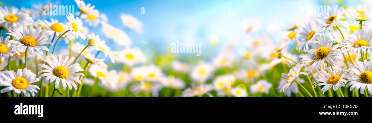 Chamomile flower in the field Stock Photo