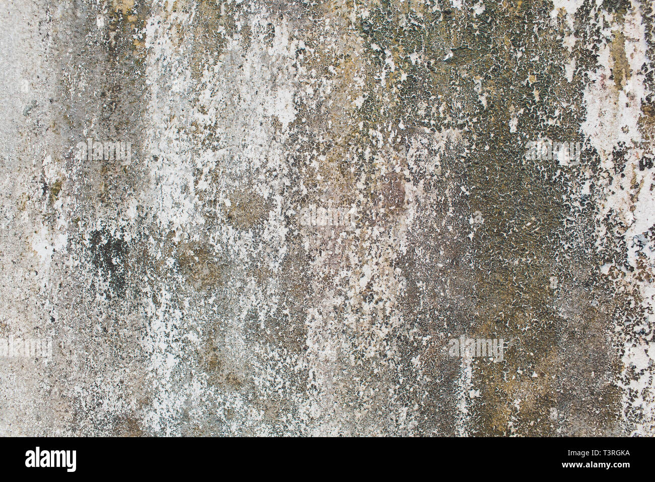 Wall with green mold and dirt on the surface. Stock Photo