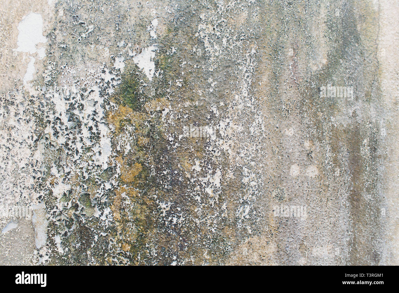 Wall with green mold and dirt on the surface. Stock Photo