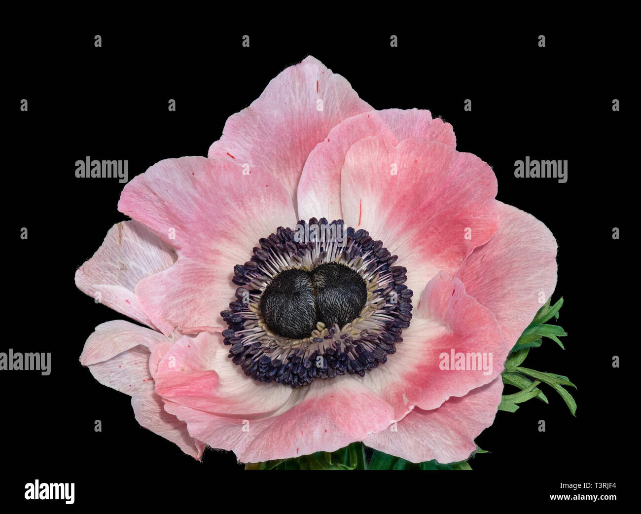 Fine art still life floral macro of a single isolated wide open bright white pink blue anemone blossom with green leaves, detailed texture on black Stock Photo