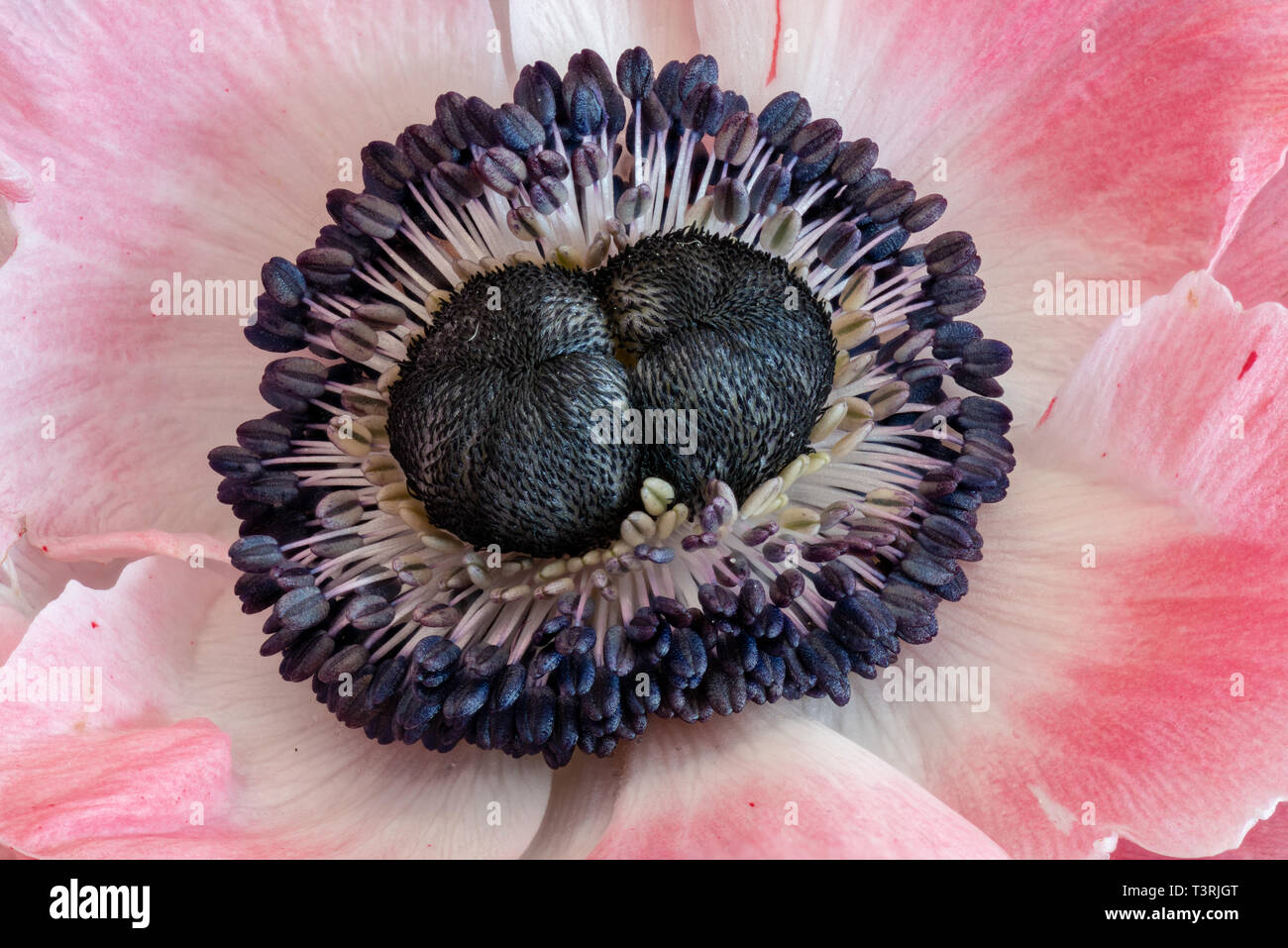 Fine art still life floral macro of the center / heart of a single isolated bright white pink blue anemone blossom with double heart, detailed texture Stock Photo