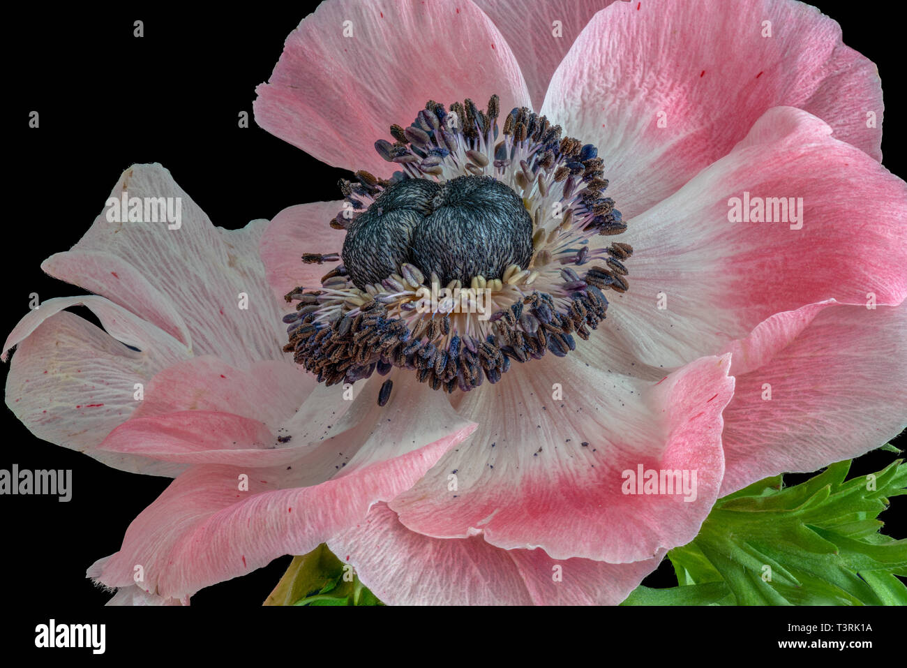 Fine art still life floral macro of a single isolated wide open bright white pink blue anemone blossom with green leaves, detailed texture on black ba Stock Photo