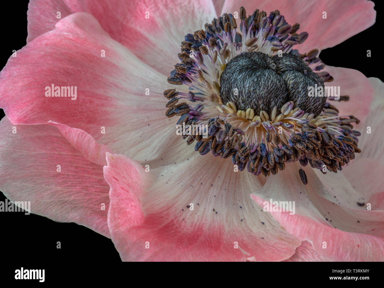 Fine art still life floral macro of a single isolated wide open bright white pink blue anemone blossom with detailed texture on black background Stock Photo